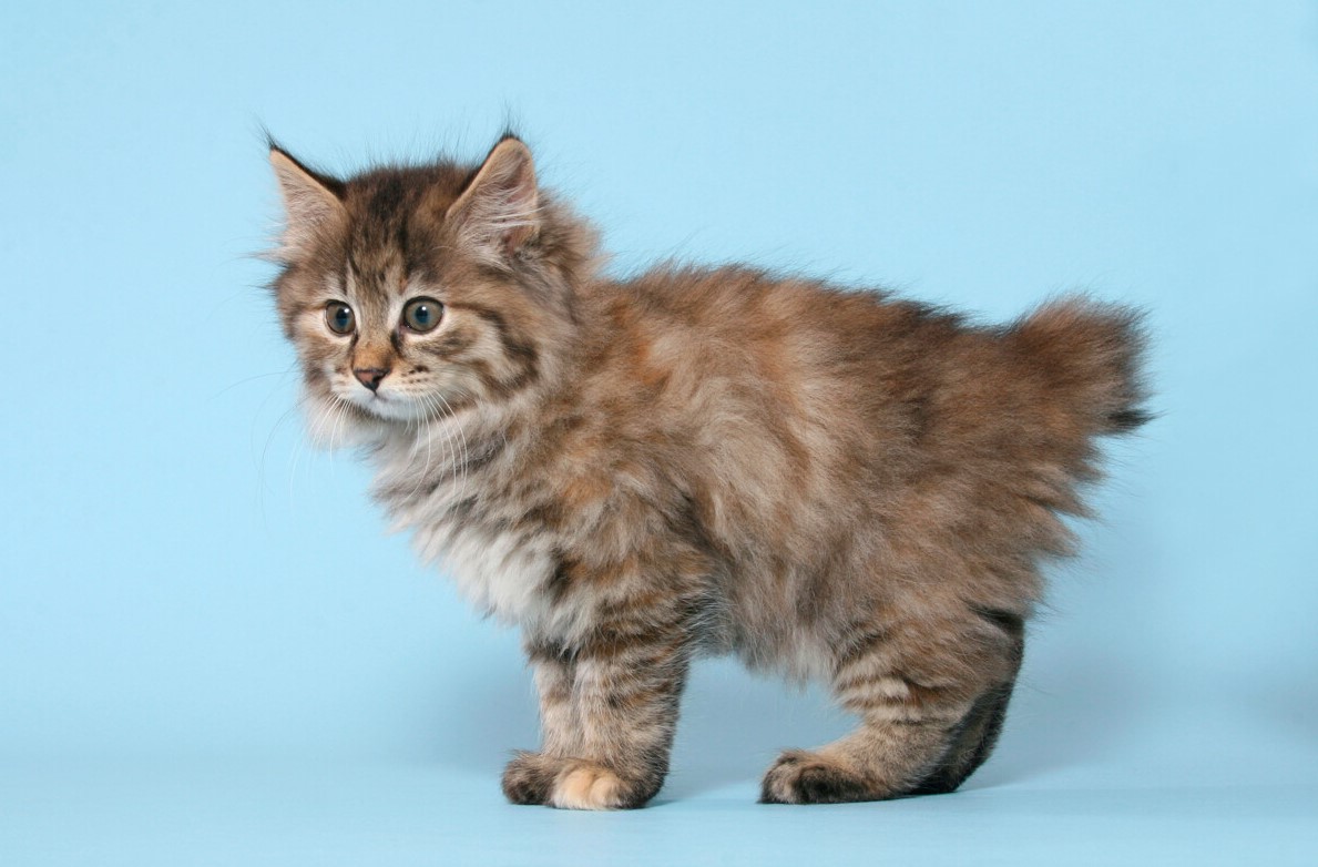 Beautiful rare cat breeds