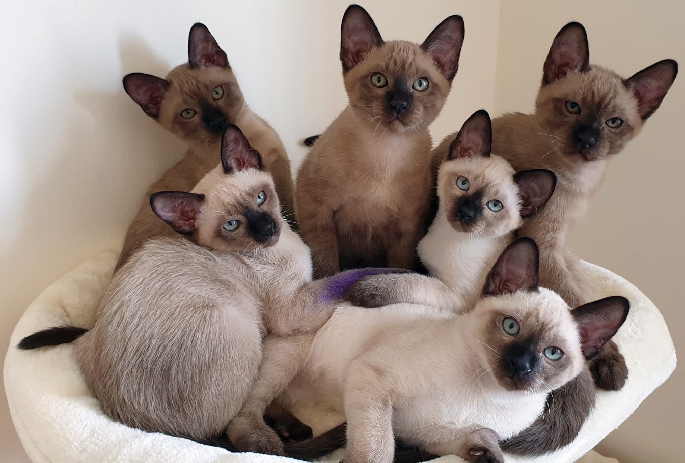 Top 10 Rare Cat Breeds in the world