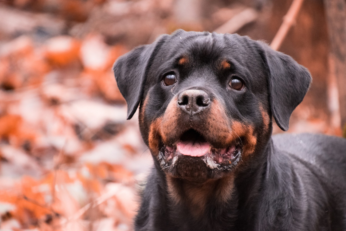 most intelligent dog breeds