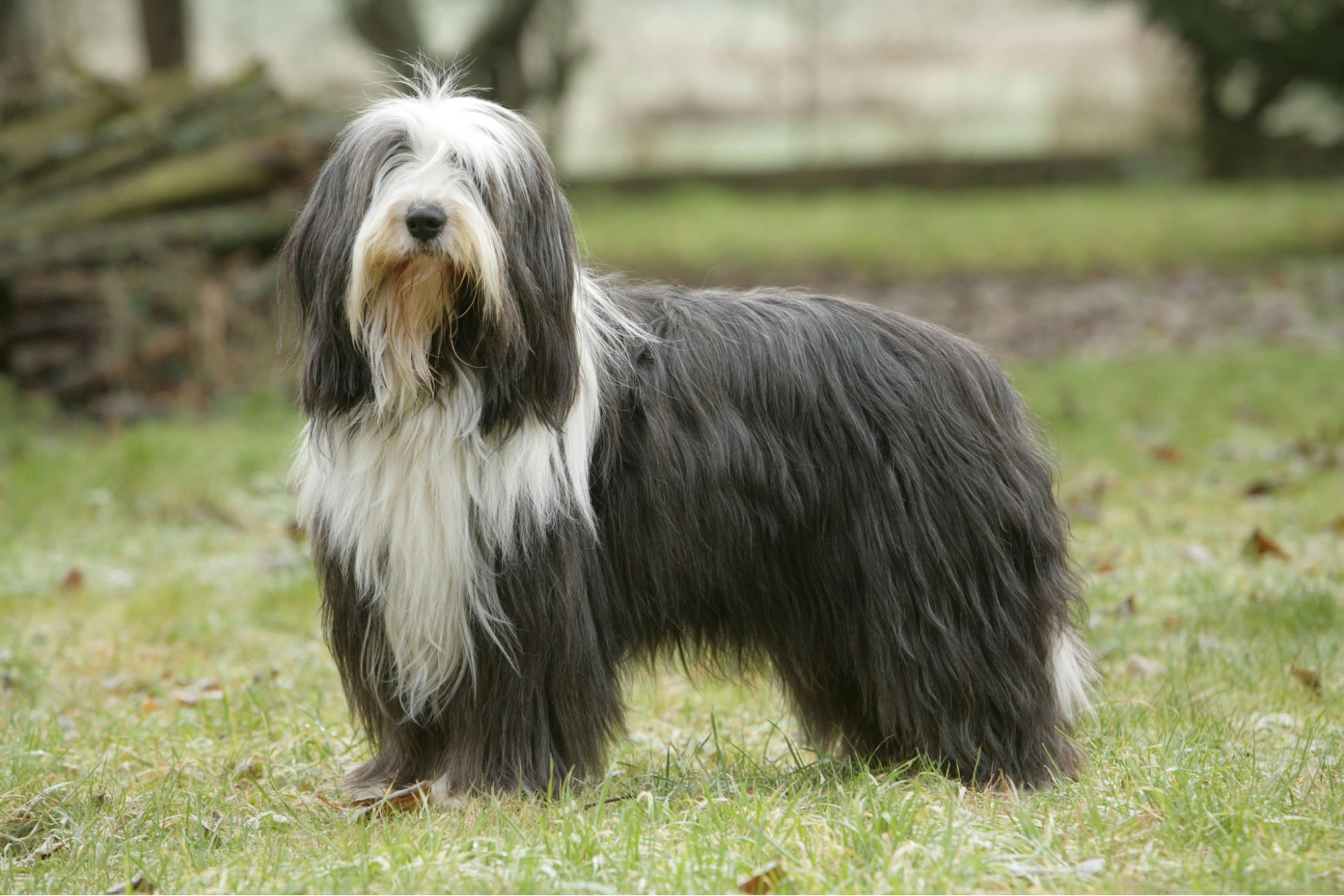 intelligent dog breeds