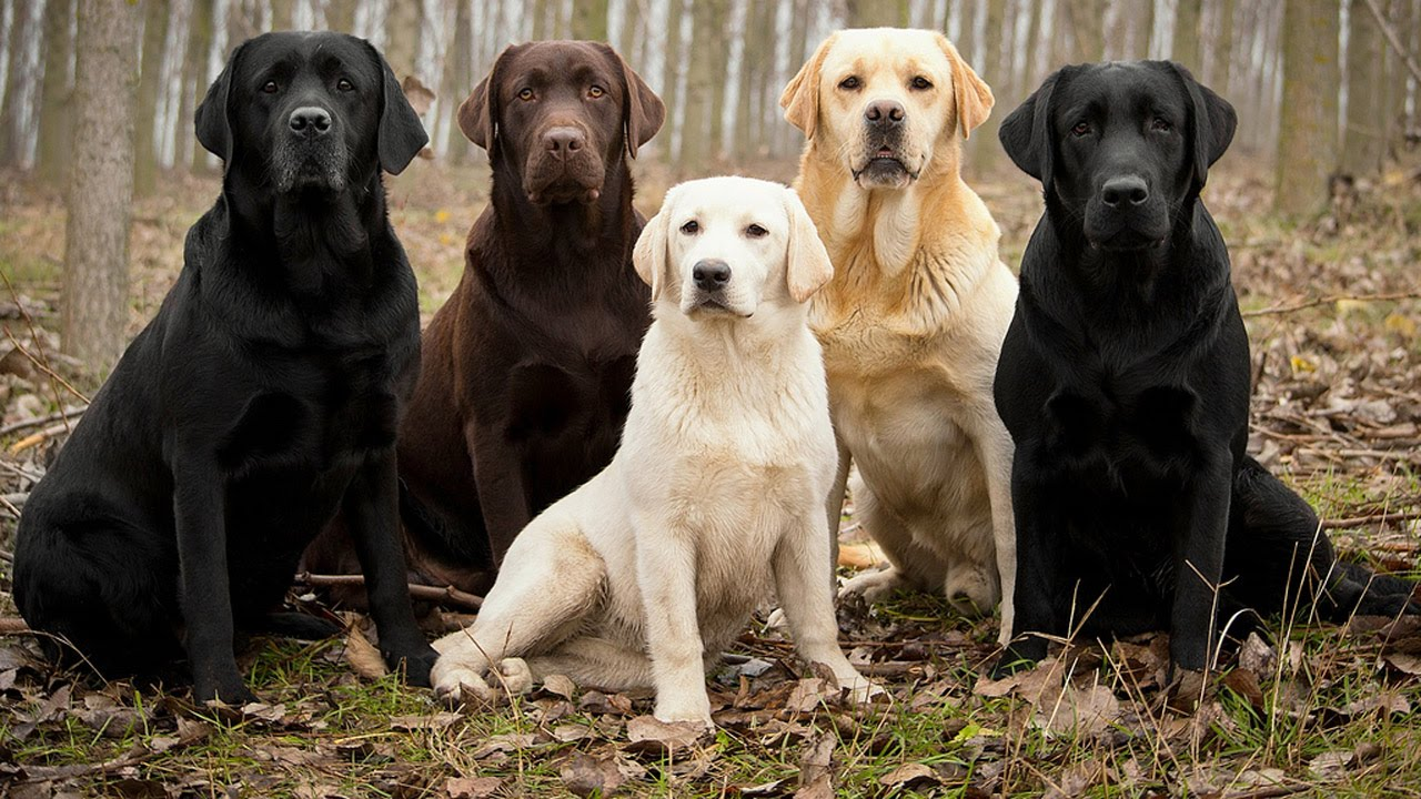 brainy dog breeds