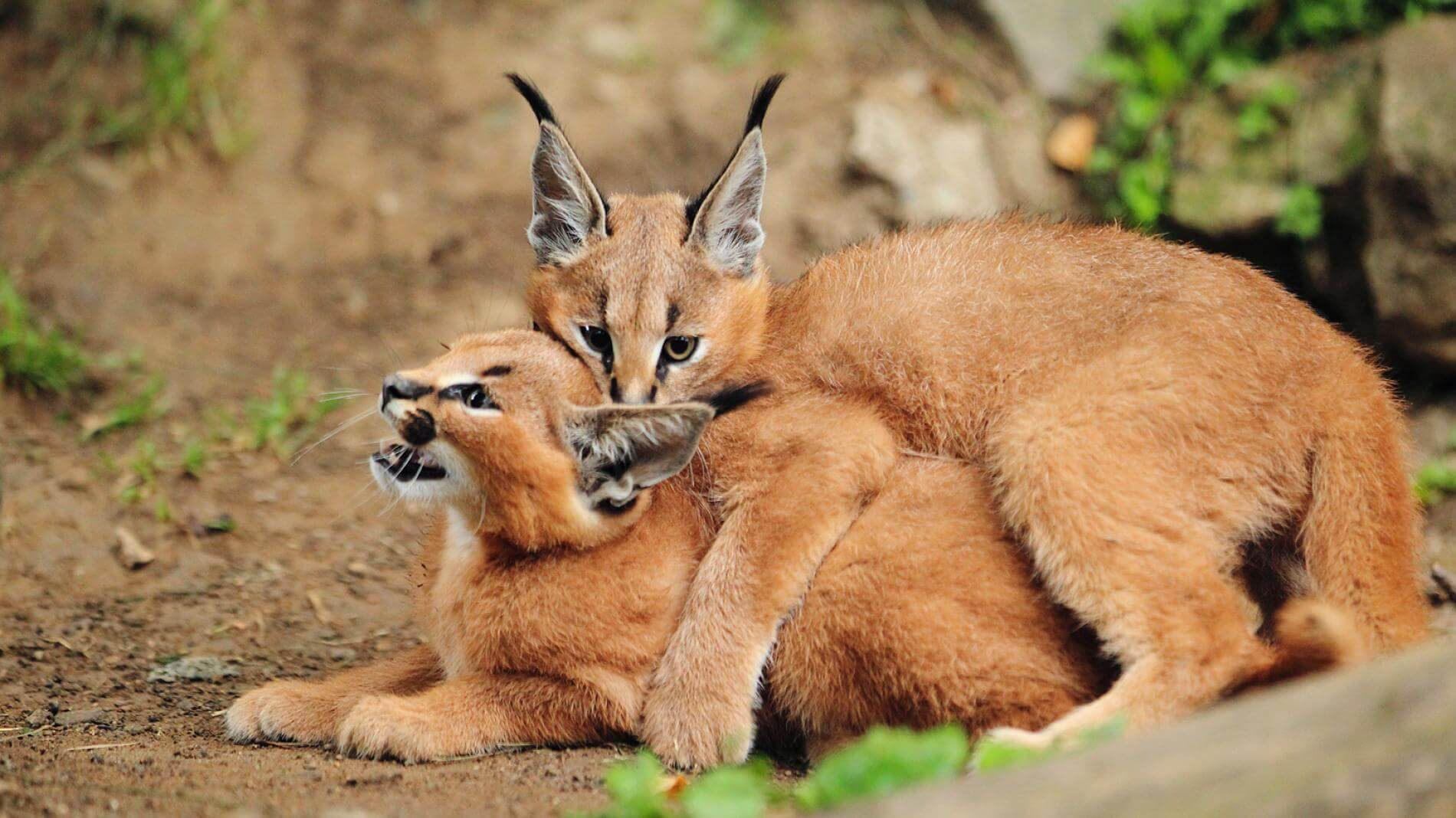 Expensive cat breeds in the world