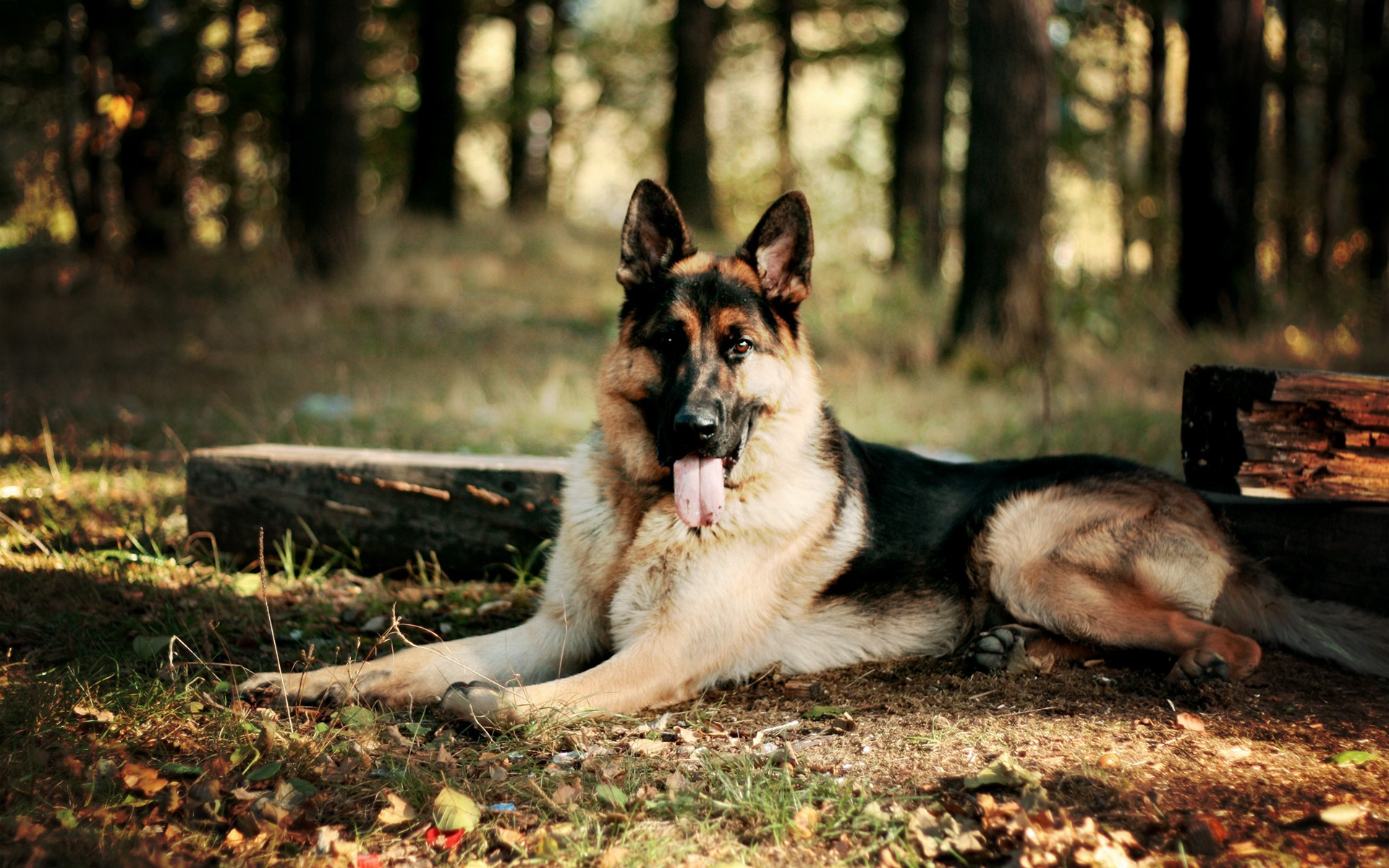 best dogs for training