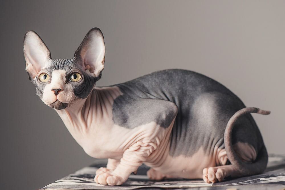Exotic cat breeds