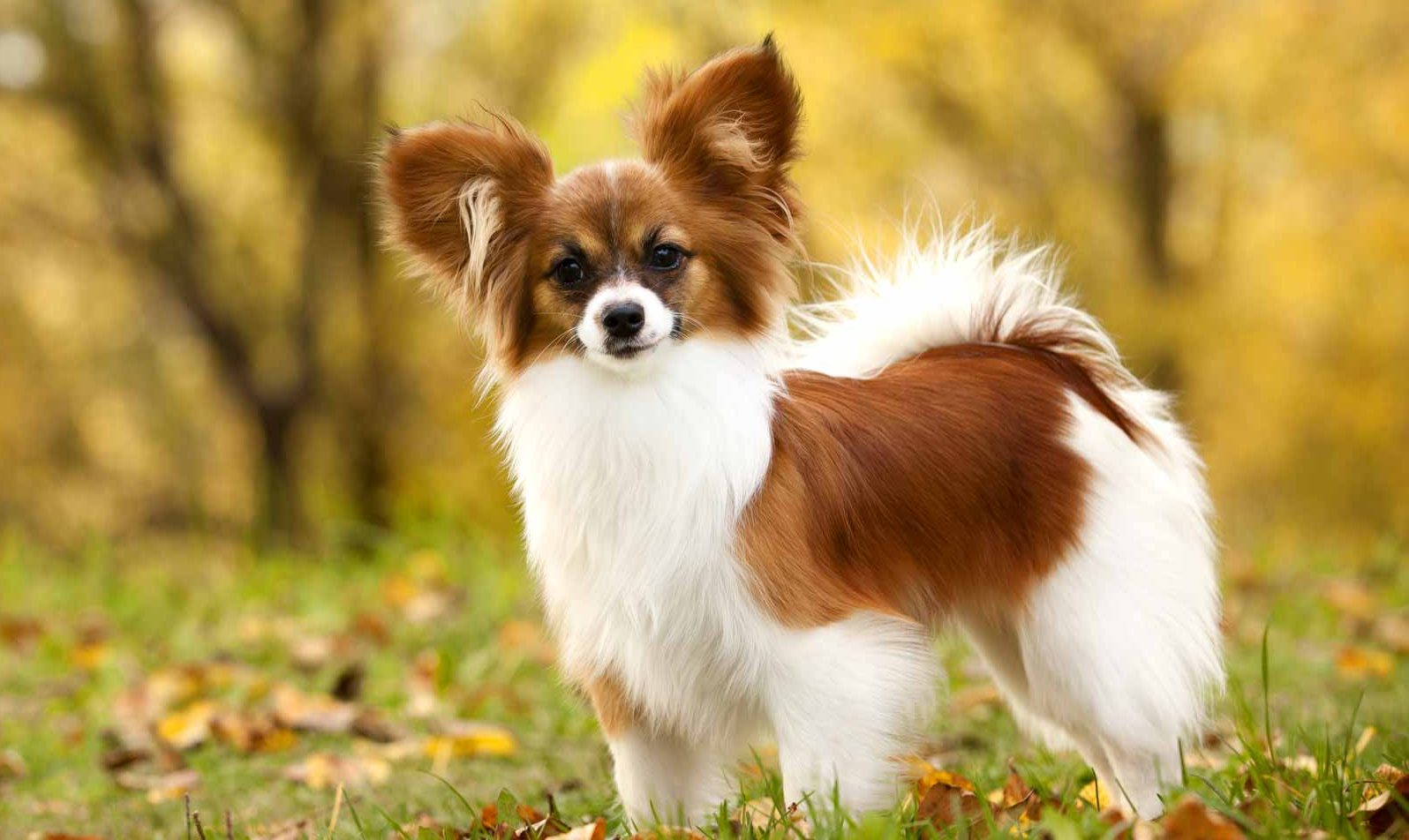 top 10 smartest dog breeds