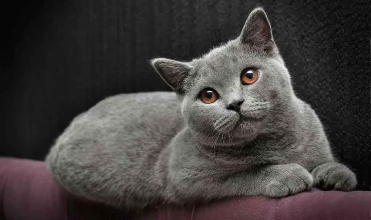Expensive cat breeds in the world