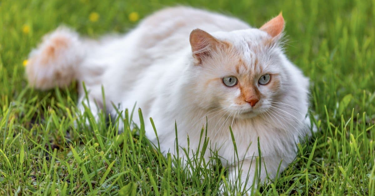 Friendly exotic cat breeds
