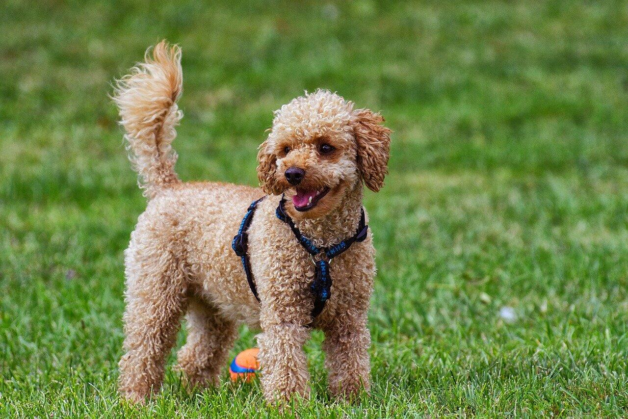 dog intelligence ranking