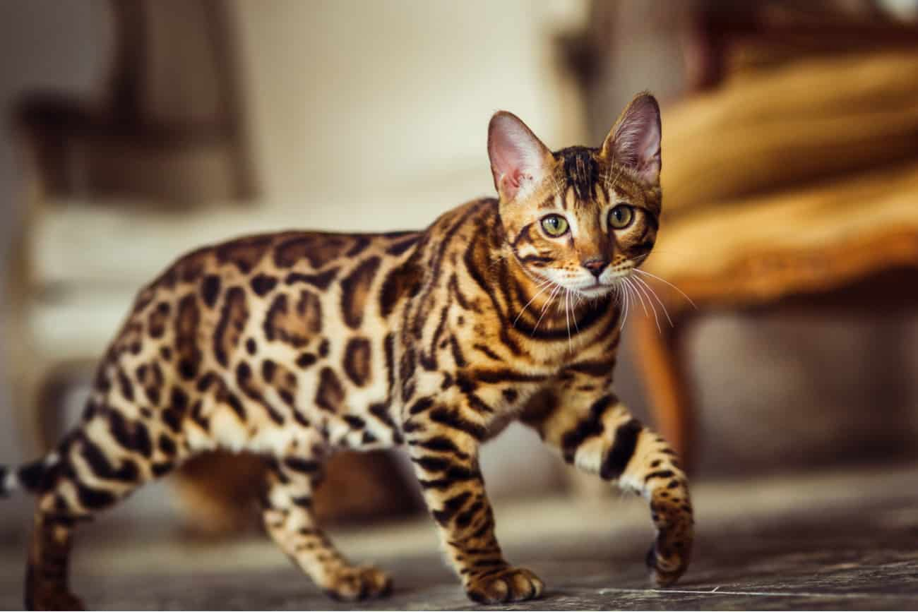 Rare cat breeds