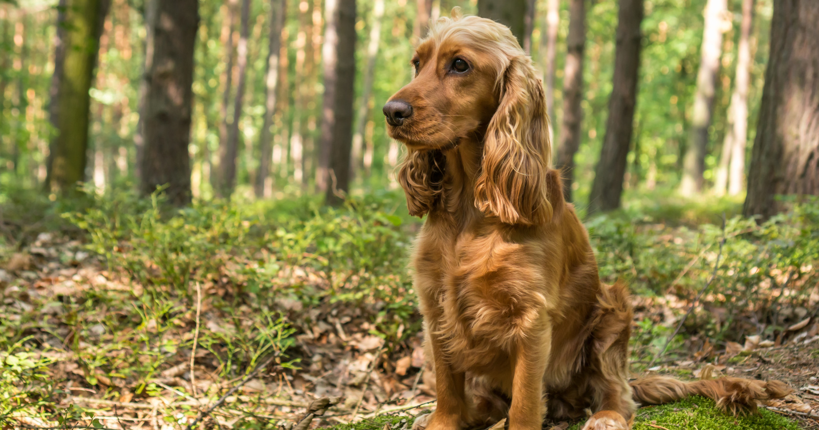 dogs that are easy to train	